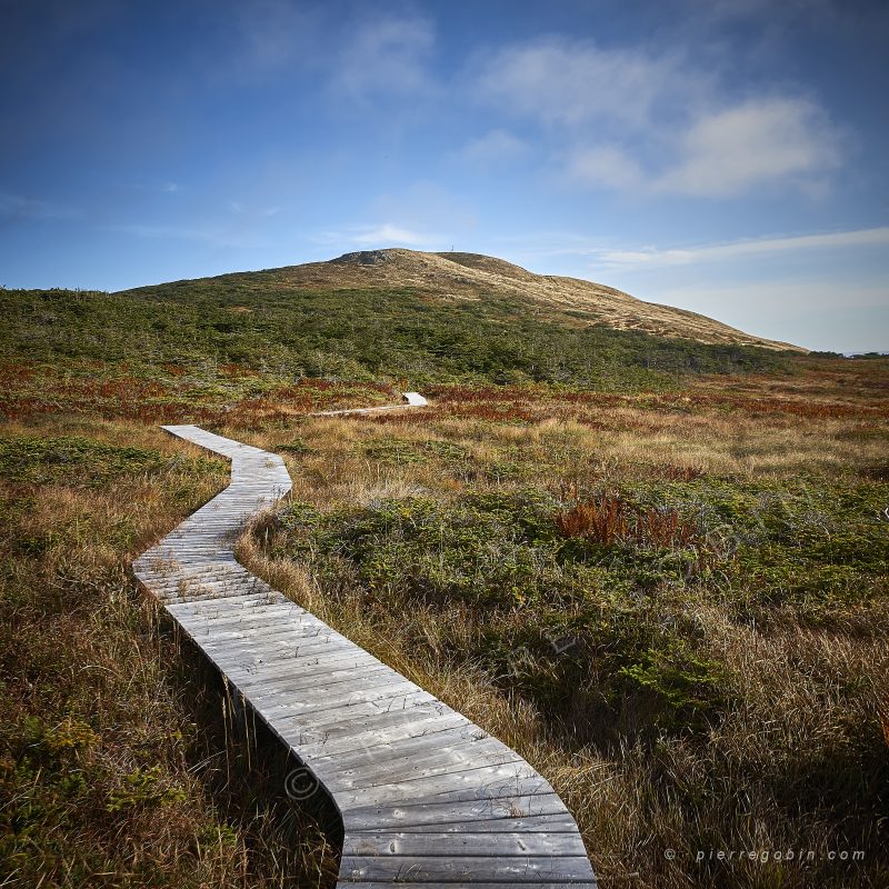 Passerelle tortueuse courant dans la lande de St Pierre & Miquelon