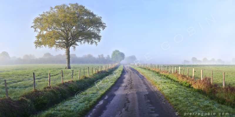 Vue d'un grand chêne et route hivernale à Vigneux de Bretagne avec un peu de brume