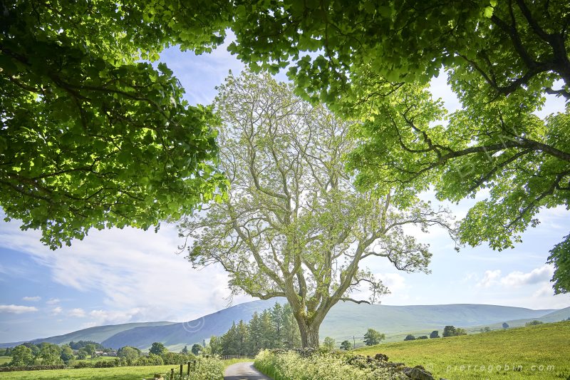 Enfilade d'arbres centenaires dans le parc de Lake District à Carrock Beck en Angleterre